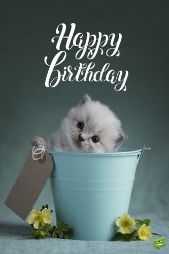 Happy Birthday Wishes Cute Cat